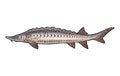 Whole fresh fish sturgeon. Vector color engraving vintage