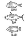 Whole fresh fish tilapia, dorada, tuna. Vintage engraving black .