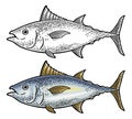 Whole fresh fish tuna. Vintage vector engraving monochrome color Royalty Free Stock Photo