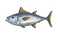 Whole fresh fish tuna. Vintage vector engraving monochrome Royalty Free Stock Photo