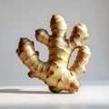 Whole Fresh Ginger Root with Visible Texture and Knobs Royalty Free Stock Photo