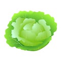 Whole fresh green cabbage isolated on white background. Royalty Free Stock Photo