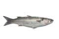 Whole fresh grey mullet Royalty Free Stock Photo