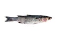 Whole fresh grey mullet on white background