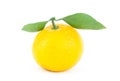 Whole fresh mandarin orange with two symmetrical green leaves on a white Royalty Free Stock Photo