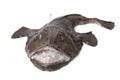 Whole fresh Monkfish Royalty Free Stock Photo