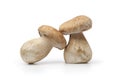 Whole fresh porcini mushrooms Royalty Free Stock Photo