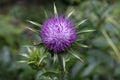 Whole fresh purple milk thistle flower close up Royalty Free Stock Photo