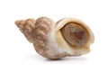 Whole fresh raw common whelk Royalty Free Stock Photo