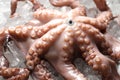 Whole fresh raw octopus on ice, closeup Royalty Free Stock Photo