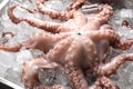 Whole fresh raw octopus on ice, closeup Royalty Free Stock Photo