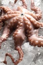 Whole fresh raw octopus on ice, closeup Royalty Free Stock Photo