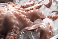 Whole fresh raw octopus on ice, closeup Royalty Free Stock Photo