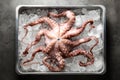 Whole fresh raw octopus and ice cubes in container on grey table, top view Royalty Free Stock Photo