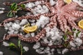 Whole fresh raw octopus with spices and lemon on ice, slate stone background. Seafood octopus, close up Royalty Free Stock Photo