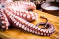 Whole fresh raw octopus with tentacles closeup