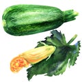 Whole fresh raw zucchini with yellow edible flower and leaf, courgette with blossom, object isolated, hand drawn