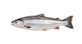Whole fresh salmon fish isolated on white background for culinary and seafood content Royalty Free Stock Photo