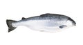 Whole fresh salmon isolated on white background with clipping path or make selection.