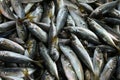 Whole, fresh sardines at the Fethiye fish market Royalty Free Stock Photo