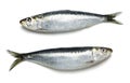 Whole Fresh Sardines on White Background