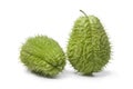 Whole fresh spined chayote fruit