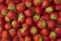 Whole fresh strawberries close up full frame Royalty Free Stock Photo
