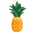 Pineapple ananas pine