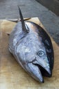 Whole fresh tuna fish at market Royalty Free Stock Photo
