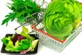 Whole fresh white cabbage with green heap fresh salad leaves, arugula in metal trolley on white background