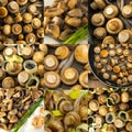 Whole Fried Champignons Collage, Various Small Mushrooms