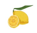 Whole fruit and half of fresh sour lemon. Composition of yellow citruses with peel and leaves. Realistic hand-drawn