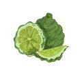 Whole fruit, slice, segment and half of tropical bergamot. Composition of fragrant green citrus. Realistic hand-drawn