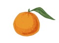 Whole fruit of tangerine with leaf. Tropical orange mandarin or clementine. Realistic hand-drawn vector illustration of