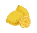 Whole fruits and piece of fresh lemon isolated on white background. Composition of yellow sour citruses with peel