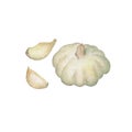Whole garlic with clove handdrawn illustration. Garlic head watercolor painting on white background.