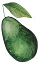 Whole geen juicy avocado. Watercolor tropical fruit illustration