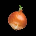 Whole germinated bulb Golden onions with sprout. Vegetable isolated on black background