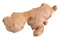 Whole ginger root isolated on white Royalty Free Stock Photo
