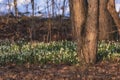 A whole glade of spring snowdrop galanthus nivalis blooms with a snow-white flower in the garden and forest in spring in early Royalty Free Stock Photo