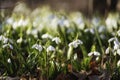 whole glade of spring snowdrop galanthus nivalis snow-white flower blooms in the garden and in the wild in spring in early March Royalty Free Stock Photo