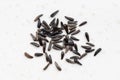 Whole-grain niger seeds close up on gray Royalty Free Stock Photo