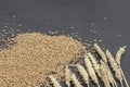 Whole grains and spikelets of wheat. Healthy carbohydrates Royalty Free Stock Photo