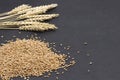 Whole grains and spikelets of wheat. Healthy carbohydrates. Dietary fiber. Black background. Copy space Royalty Free Stock Photo