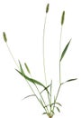 Whole grass plant