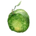 Whole guava single watercolor illustration isolated on white background. Tropical fruit, exotic green apple, yellow