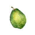 Whole guava single watercolor illustration isolated on white background. Tropical fruit, exotic green apple, yellow