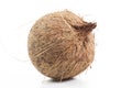 Whole hairy coconut with coco fibers On isolated white studio background. Clipping path. Single object on white Royalty Free Stock Photo