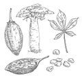 Whole and half baobab fruit with seeds. Tree with leaf. Vintage engraving illustration