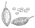 Whole and half baobab fruit with seeds. Vintage engraving illustration